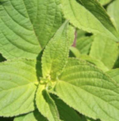 Pineapple Sage - 4&quot;