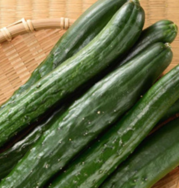 Japanese Cucumber - 6 pack