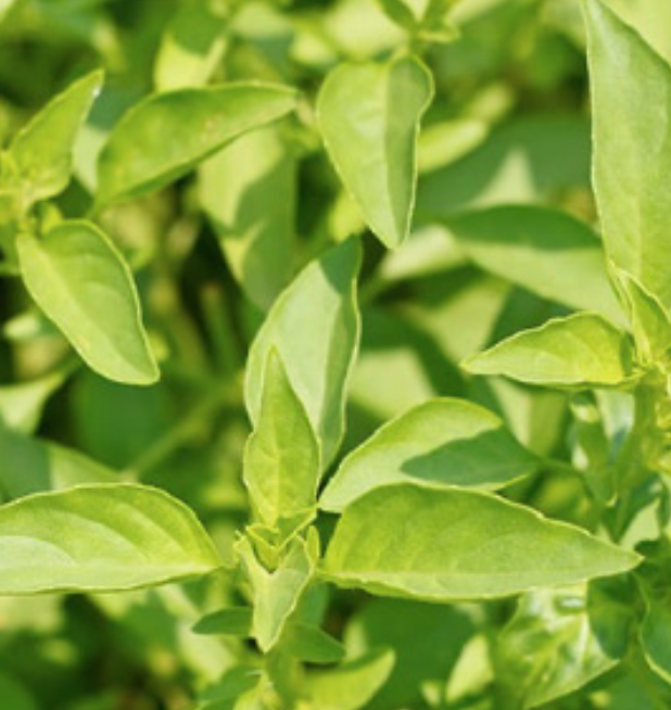 Basil &#39;Lemon&#39; - 4&quot;