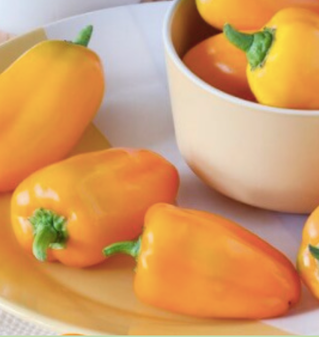 Mini Bell Pepper &#39;Lunch Box Orange&#39; - OG- 4&quot;