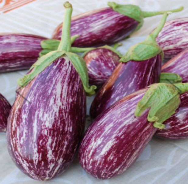 Eggplant &#39;Listada de Gandia&#39; OG-4&quot;