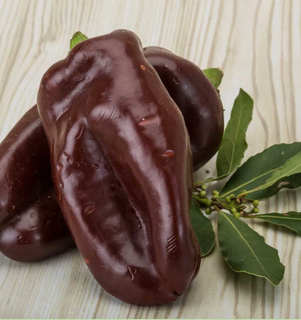 Bell Pepper &#39;Chocolate&#39; OG - 4&quot;
