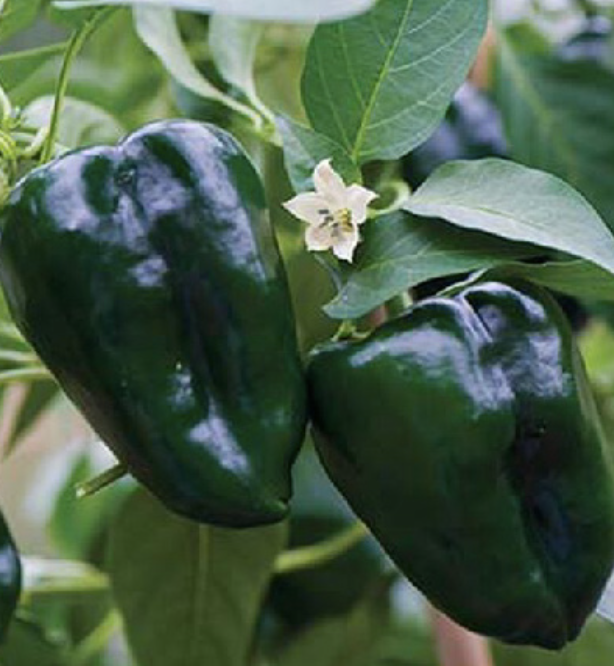 Ancho Poblano Pepper - 4&quot;