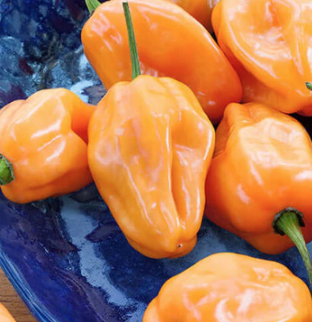 Habanero OG - 4&quot;