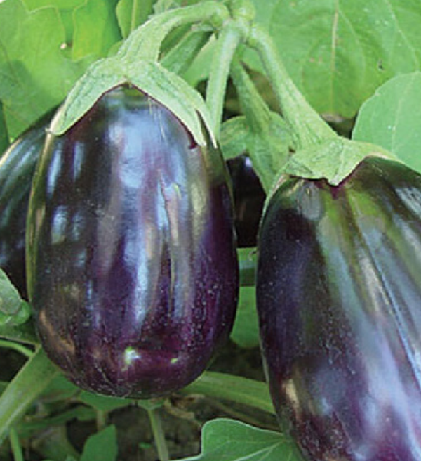 Eggplant &#39;Black Beauty&#39; OG - 4&quot;