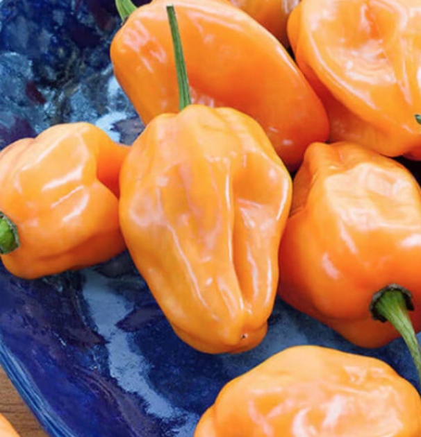 Habanero - 4&quot;
