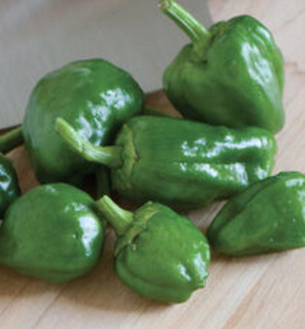Chili Pepper &#39;Padron&#39; - 4&quot;