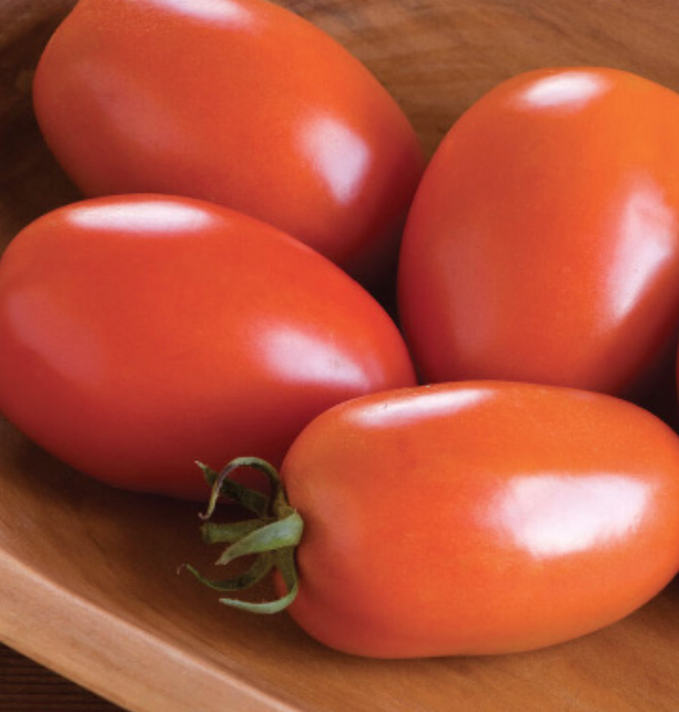 Tomato &#39;Amish Paste&#39; - 4&quot;