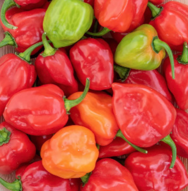 Habanero &#39;Caribbean Red Hot&#39; - 4&quot;