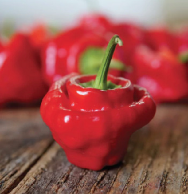 Scotch Bonnet Pepper - 1 gal