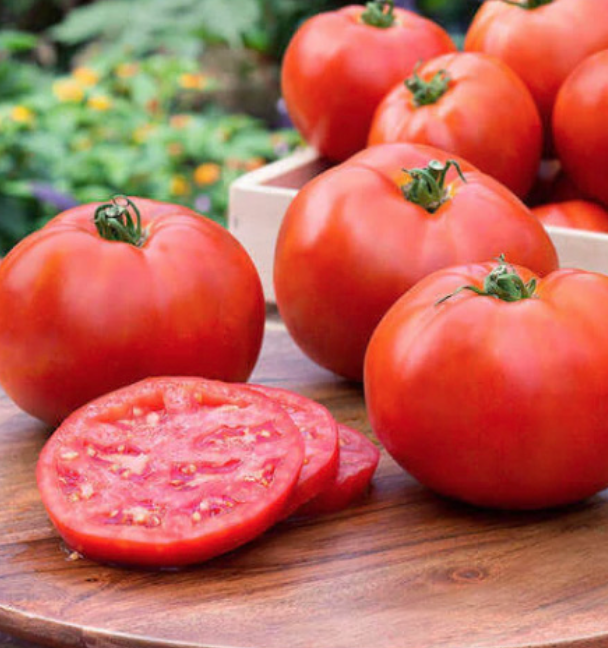 Tomato &#39;Better Boy&#39; OG - 4&quot;