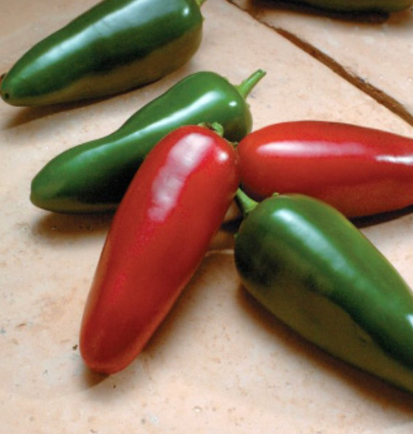 Jalapeño Emerald Fire Pepper - 4&quot;
