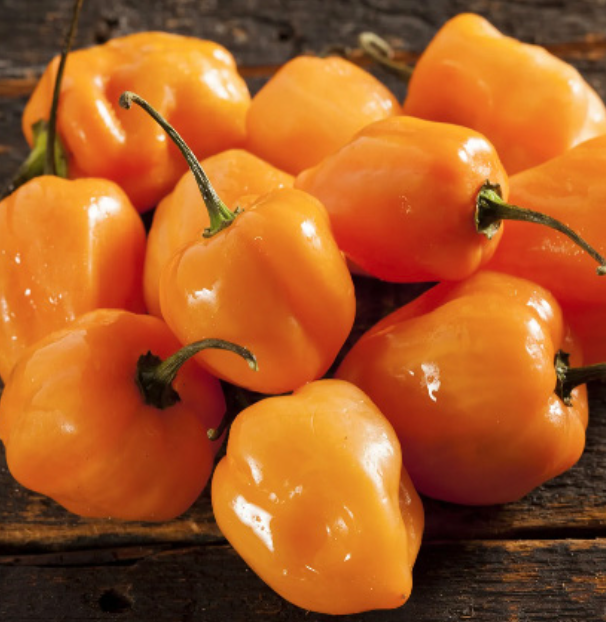 Pepper &#39;Manzano Rocoto&#39; (Orange) -4&quot;