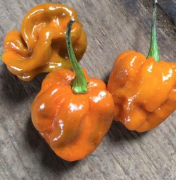 Habanero &#39;Mustard&#39; - 4&quot;