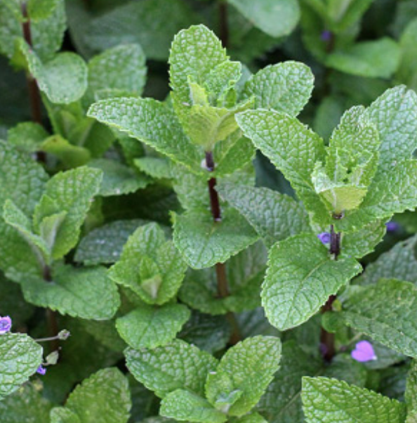 Mint &#39;Spearmint&#39; - 4&quot;
