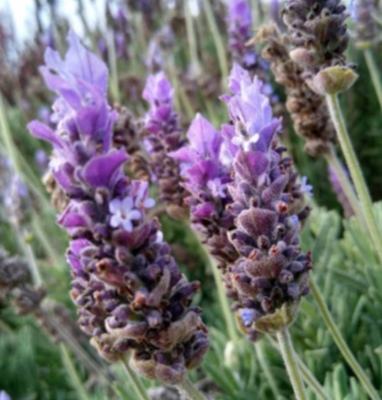 Lavender Dentata - 4&quot;