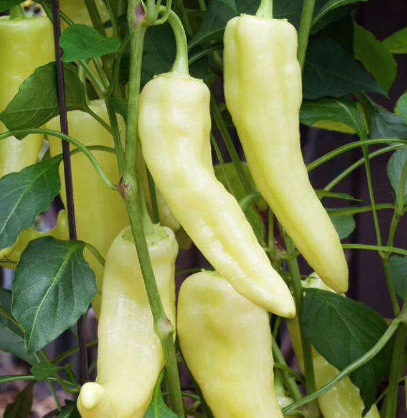 Sweet Pepper &#39;Banana&#39; - 4&quot;