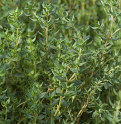 Thyme &#39;French&#39; OG- 4&quot;