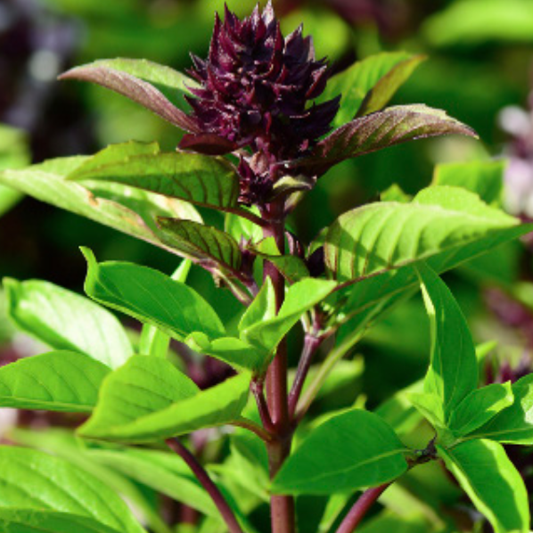 Basil &#39;Thai&#39; OG - 4&quot;