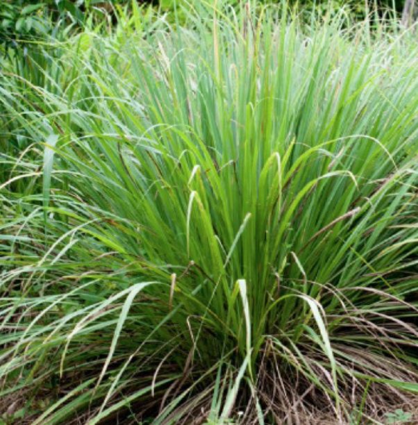 Lemongrass - 1g