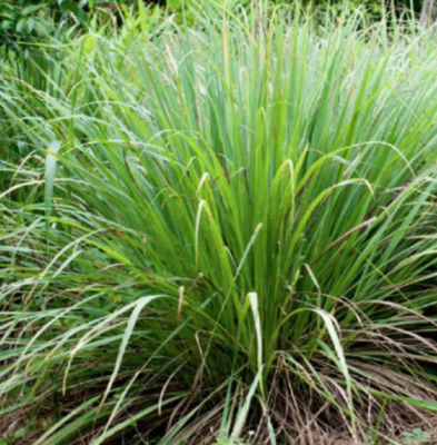 Lemongrass - 1g