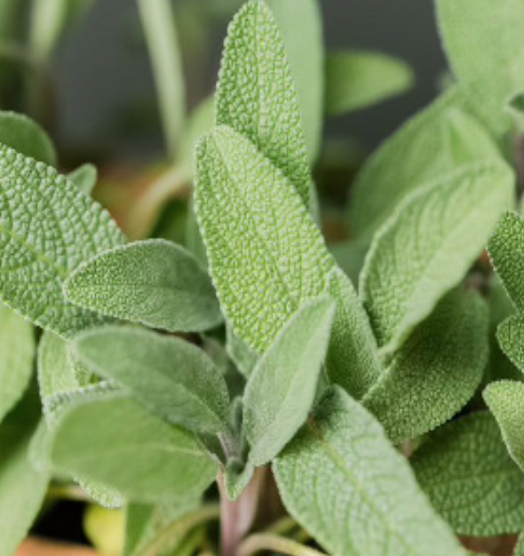 Sage &#39;Garden Green&#39; OG - 4&quot;