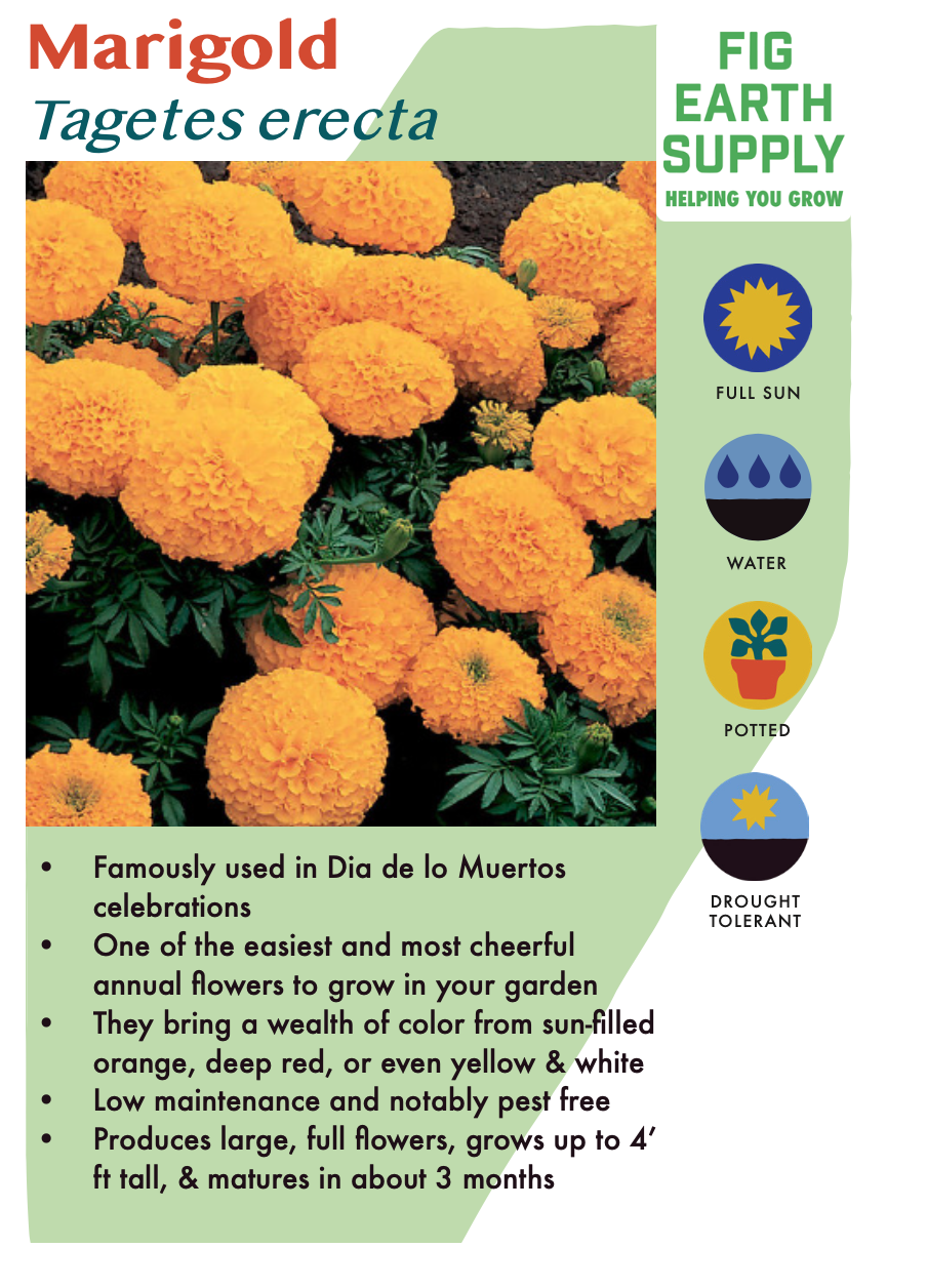 Marigold &#39;Safari Orange&#39; - 6pk
