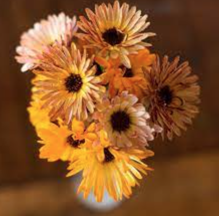 Calendula - Touch of Red- 4&quot;