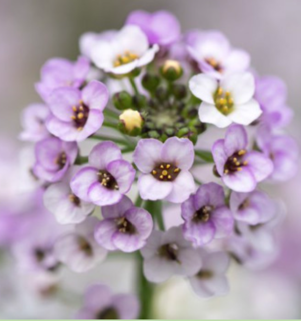 Alyssum &#39;Clear Crystal Lavender Shades&#39; - 6pk