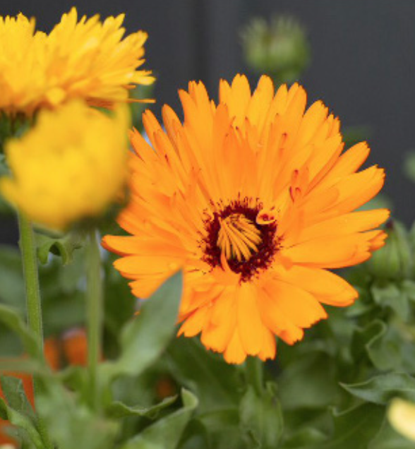 Calendula &#39;Bon Bon Mix&#39; - 6pk