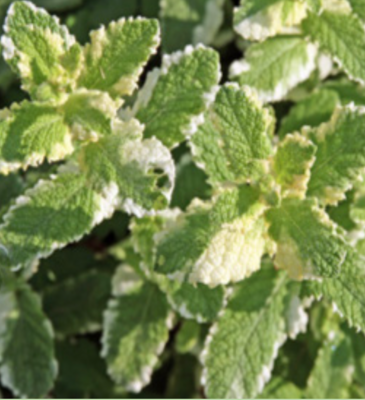 Mint &#39;Pineapple&#39; - 4&quot;