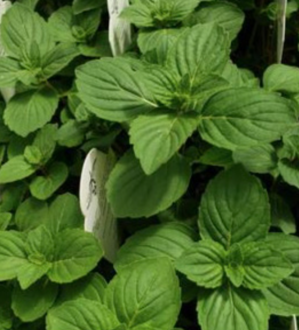 Ginger Mint