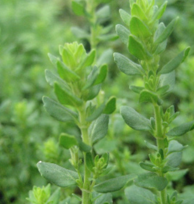Savory Lemon