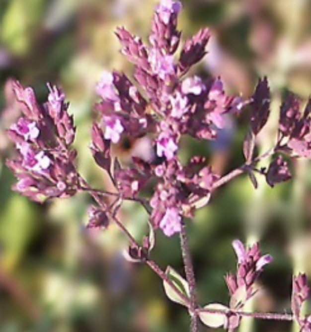 Oregano &#39;Hopley&#39;s Purple&#39; - 4&quot;
