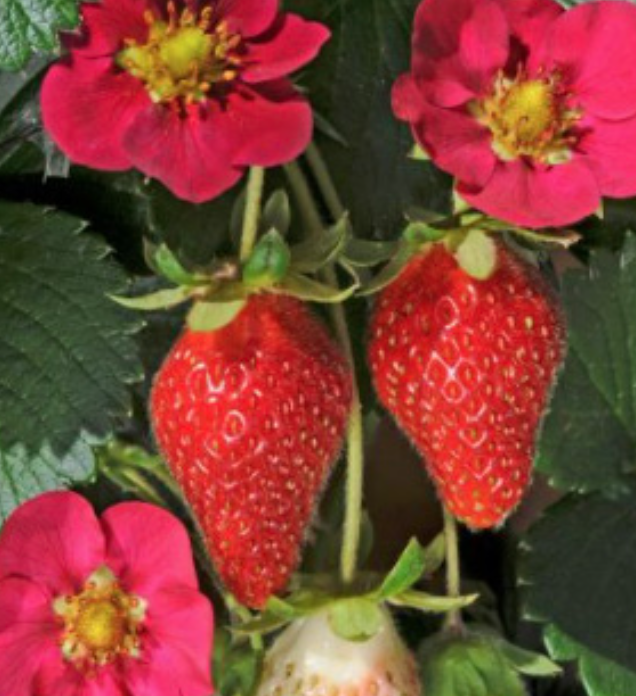 Strawberry &#39;Toscana&#39; - 4&quot;