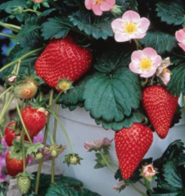 Strawberry &#39;Berry Basket Hot Pink&#39; - 4&quot;
