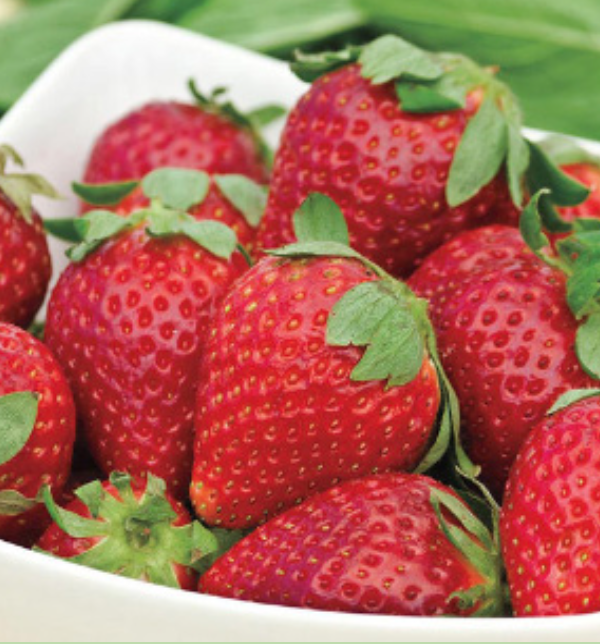 Strawberry &#39;Albion&#39; - 4&quot;