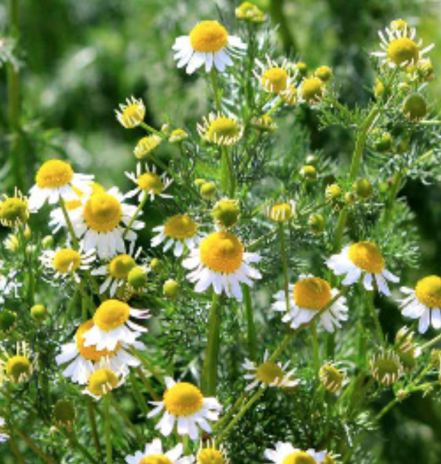 Heirloom Roman Chamomile