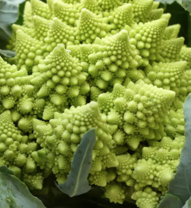 Cauliflower &#39;Romanesco Veronica&#39; - 6pk ORG