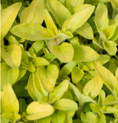 Oregano &#39;Golden&#39; - 4&quot;