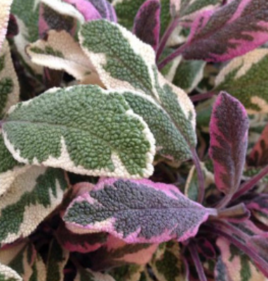 Sage &#39;Tricolor&#39; -4&quot;