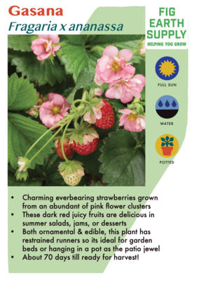 Strawberry &#39;Gasana&#39; - 4&quot;