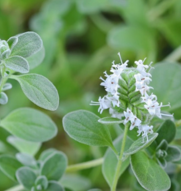 Sweet Marjoram OG - 4&quot;