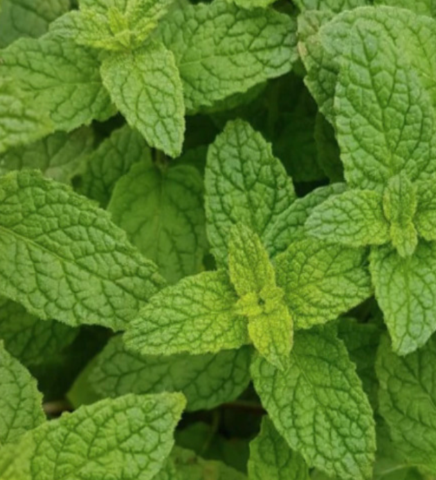 Mint &#39;Strawberry&#39; - 4&quot;