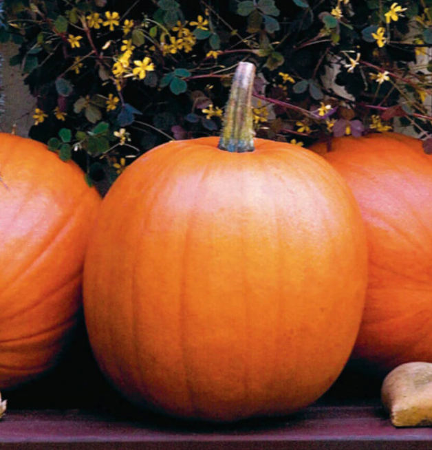 Pumpkin &#39;Jack o&#39; Lantern&#39; OG - 4&quot;