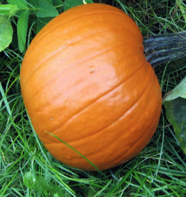 Pumpkin &#39;Spookie&#39; OG - 4&quot;