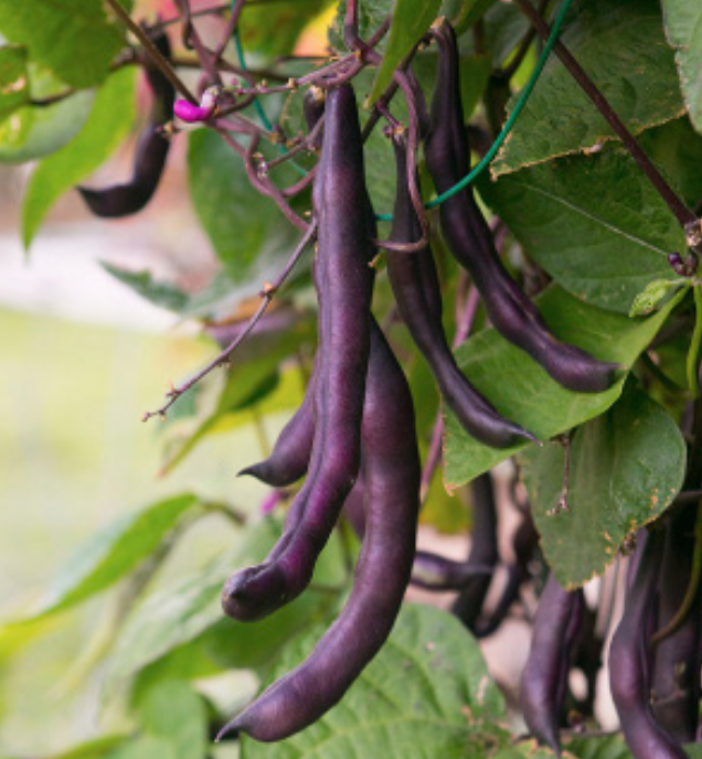 Purple Podded Pole Bean - 6pk