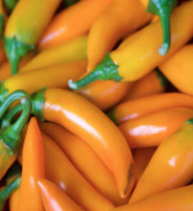 Bulgarian Carrot Chili Pepper - 4&quot;