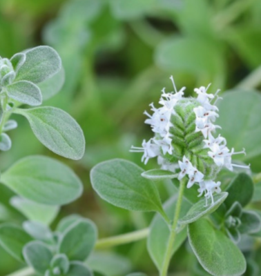 Sweet Marjoram - 4&quot;