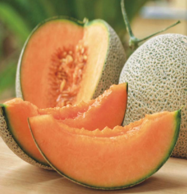 Cantaloupe &#39;Hale&#39;s Best Jumbo&#39; - 4&quot;